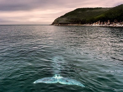Хабаровчане увидят родину китов
